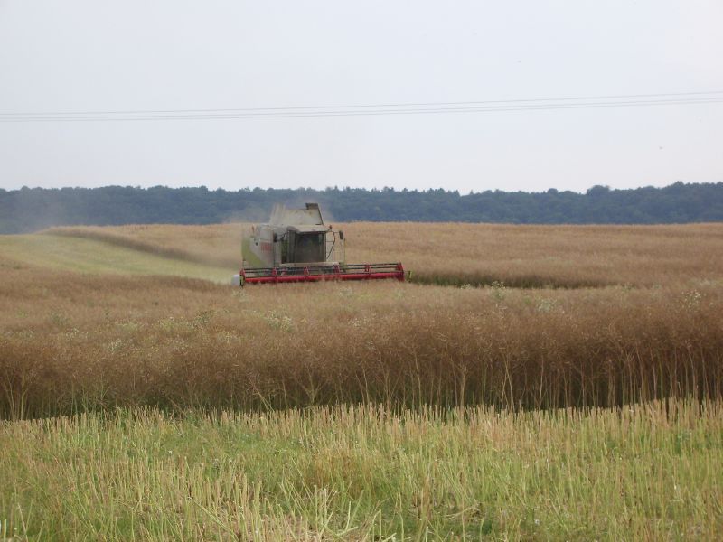 Claas Lexion 480 10.jpg